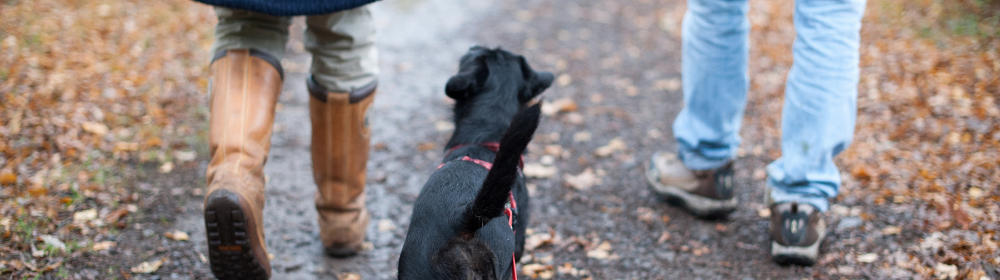 Verstehst du deinen Hund